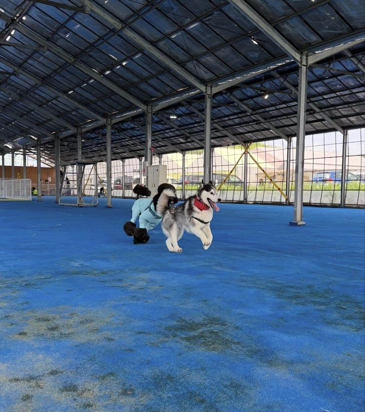 【鈴鹿市の室内ドッグラン】SUZUKA INDOOR DOG PARK HOWL（ハウル）